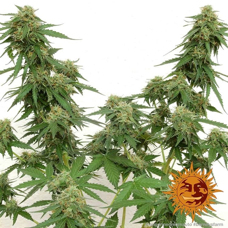 Barney's Farm - Tangerine Dream Auto (auto/fem.)