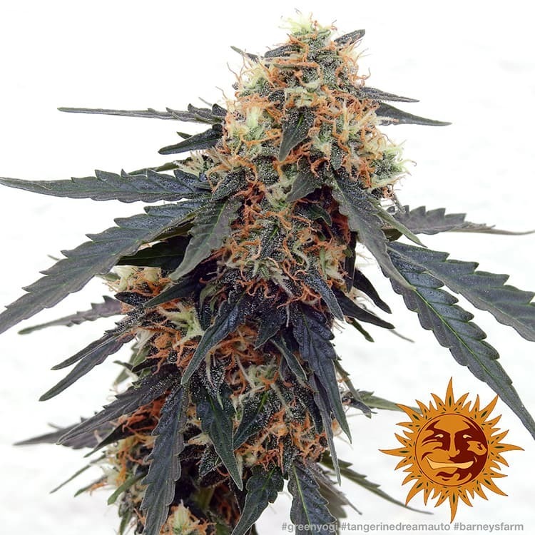 Barney's Farm - Tangerine Dream Auto (auto/fem.)