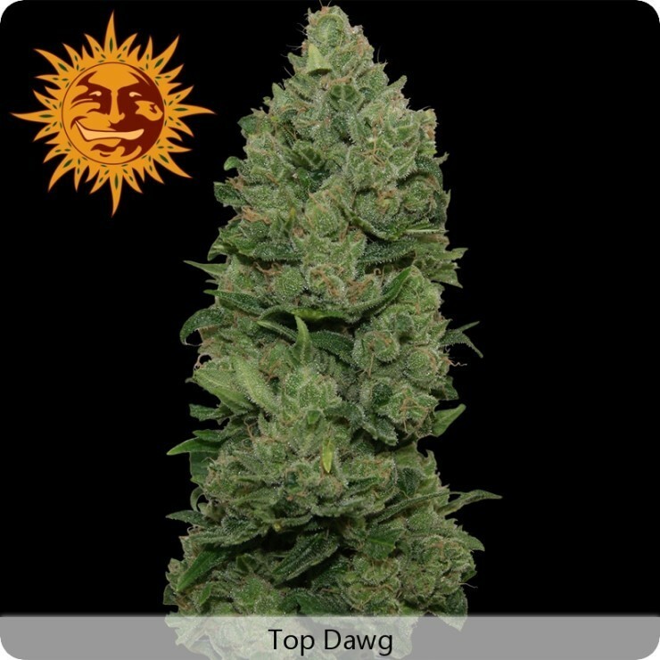 Barney's Farm - Top Dawg (fem.)
