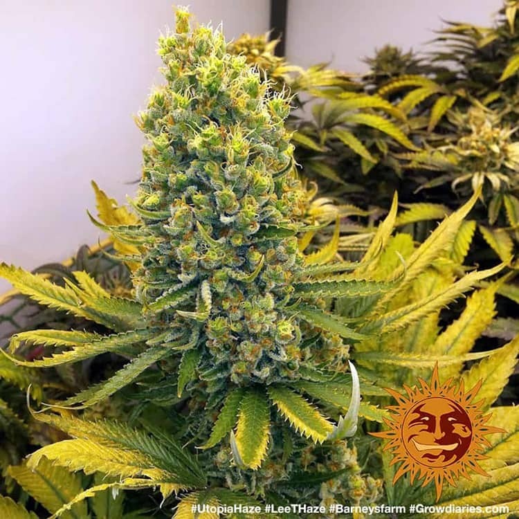 Barney's Farm - Utopia Haze (fem.)