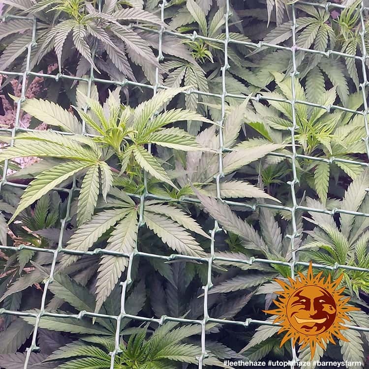 Barney's Farm - Utopia Haze (fem.)