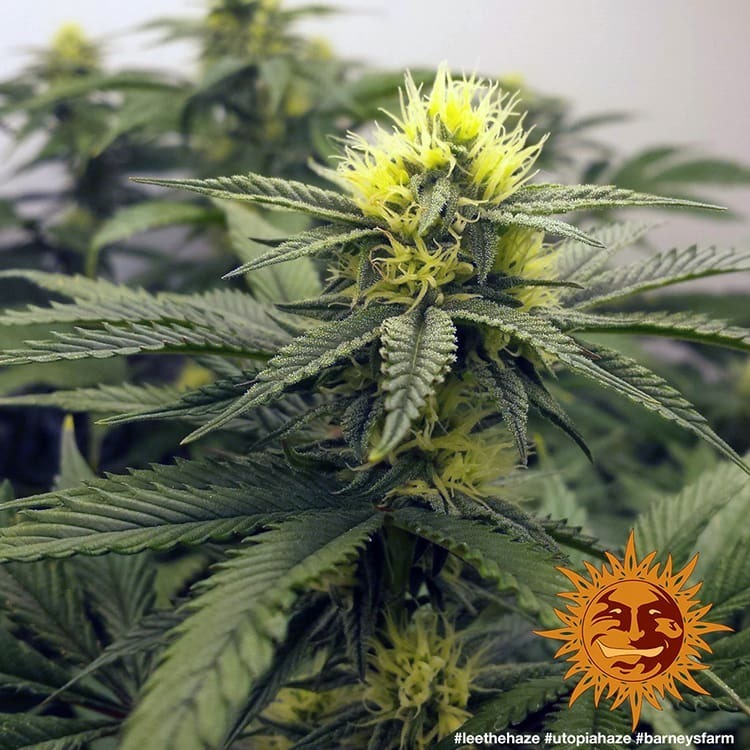 Barney's Farm - Utopia Haze (fem.)