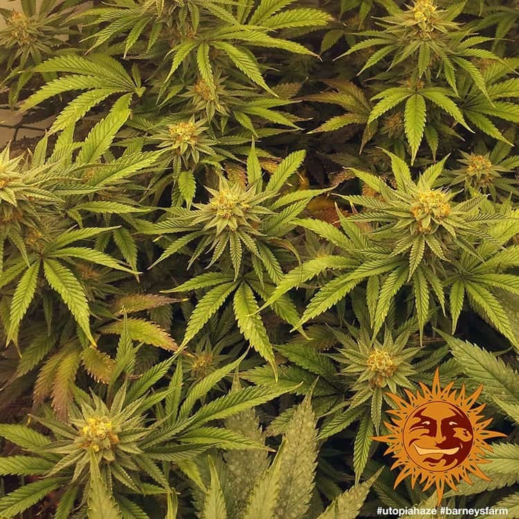 Barney's Farm - Utopia Haze (fem.)