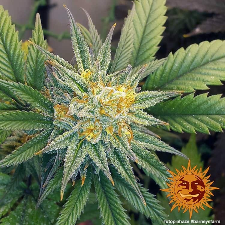 Barney's Farm - Utopia Haze (fem.)