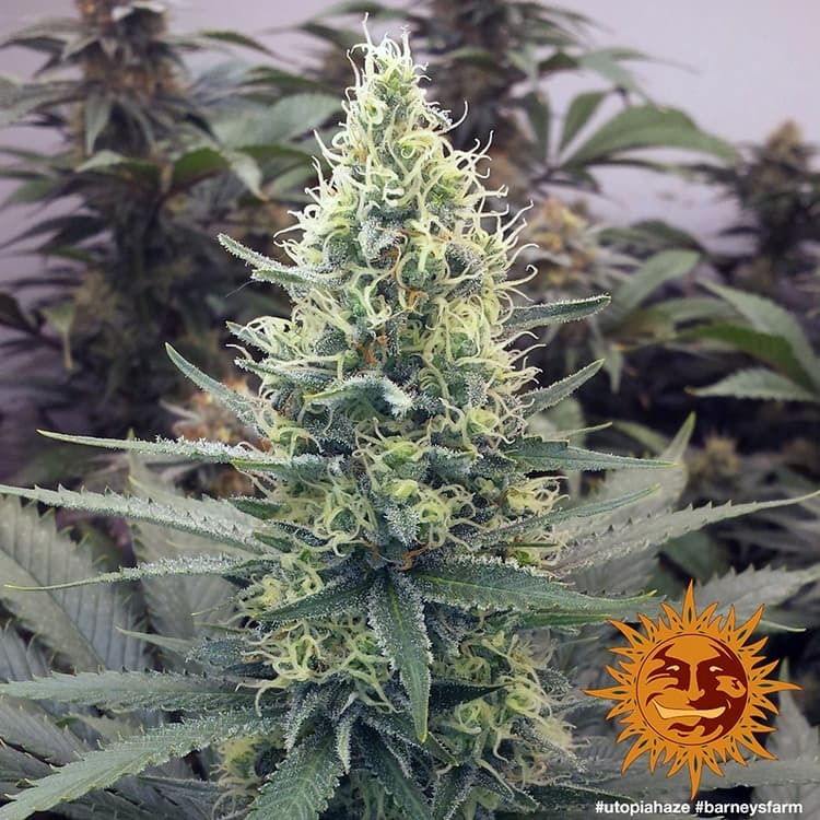 Barney's Farm - Utopia Haze (fem.)