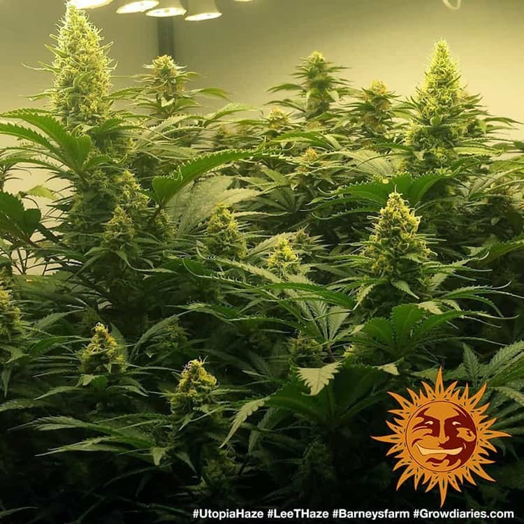 Barney's Farm - Utopia Haze (fem.)