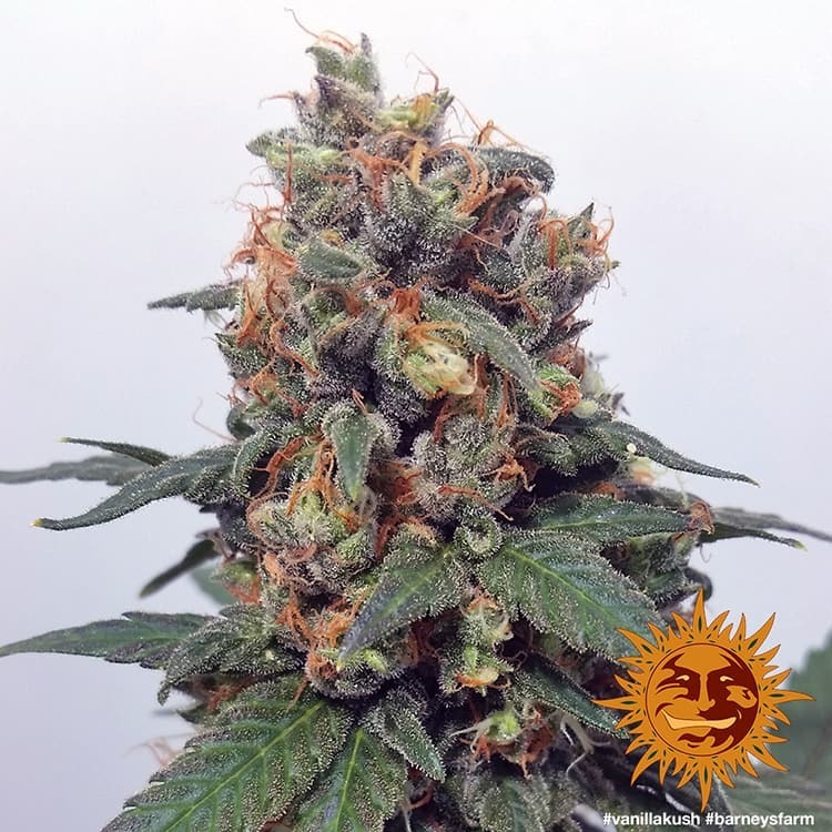 Barney's Farm - Vanilla Kush (fem.)