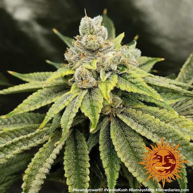 Barney's Farm - Vanilla Kush (fem.)