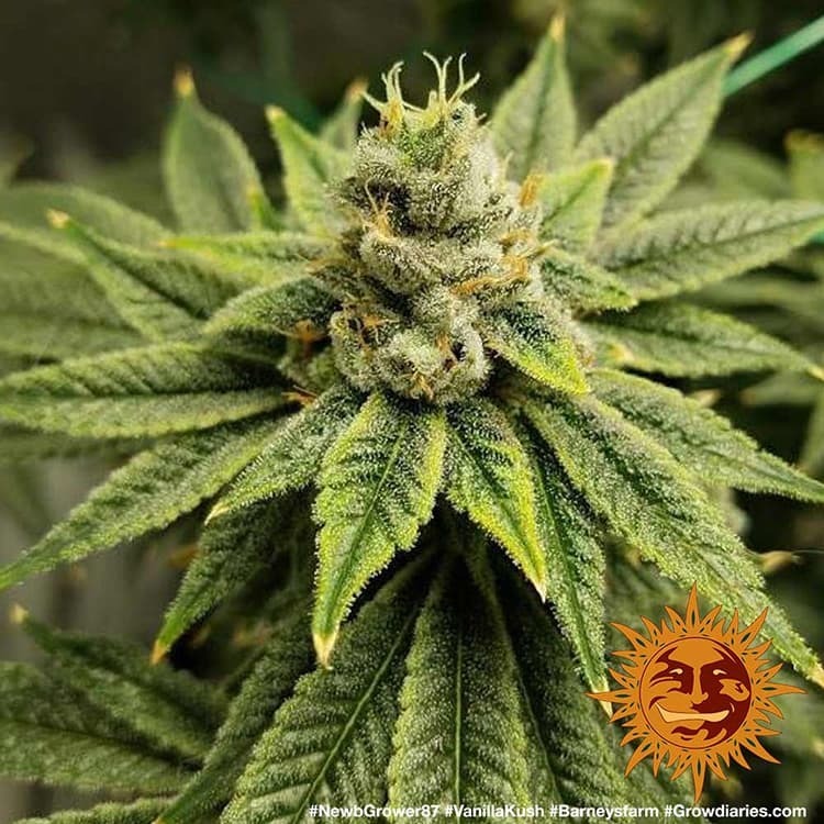 Barney's Farm - Vanilla Kush (fem.)