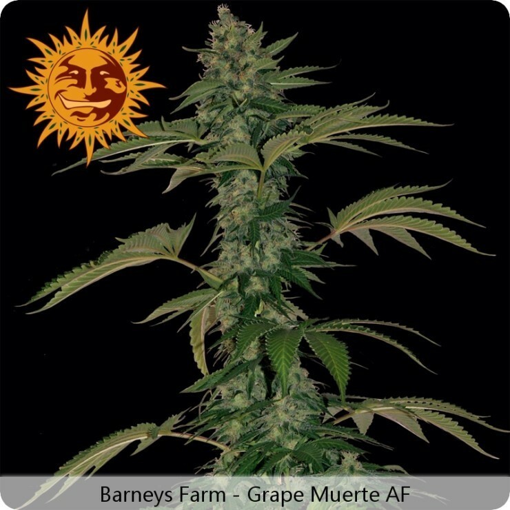 Barney'S Farm Seeds - Grape Muerte (auto/fem.)
