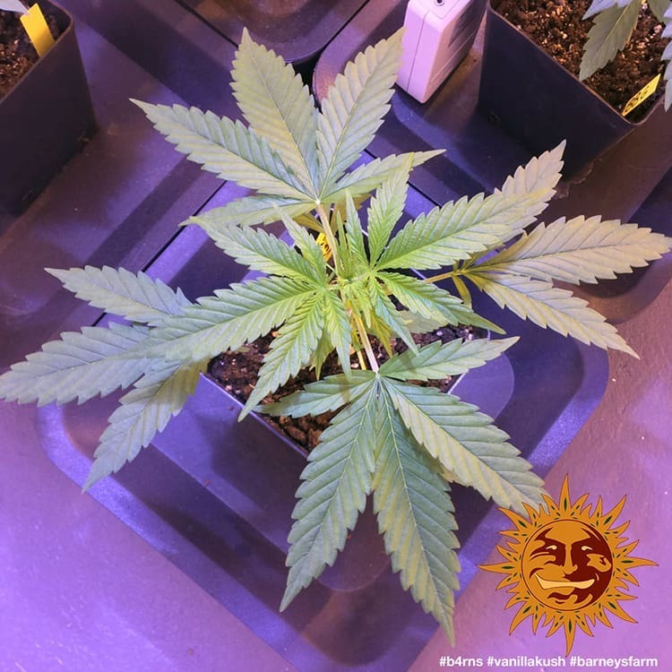 Barney's Farm - Vanilla Kush (fem.)