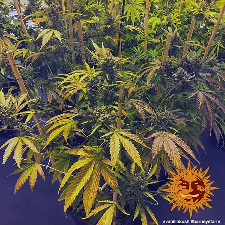 Barney's Farm - Vanilla Kush (fem.)