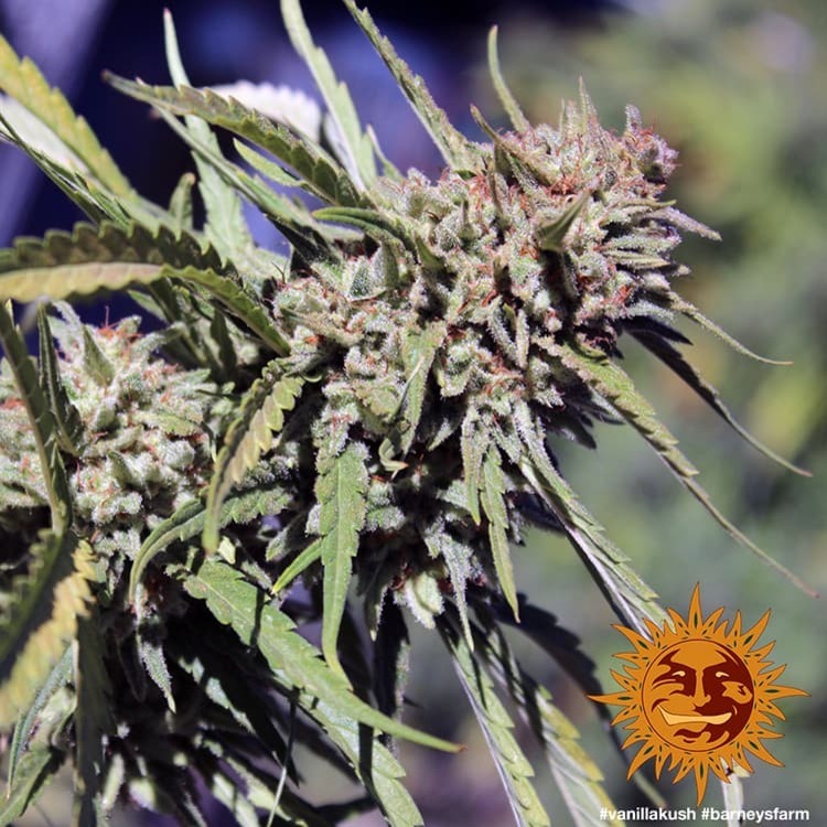Barney's Farm - Vanilla Kush (fem.)
