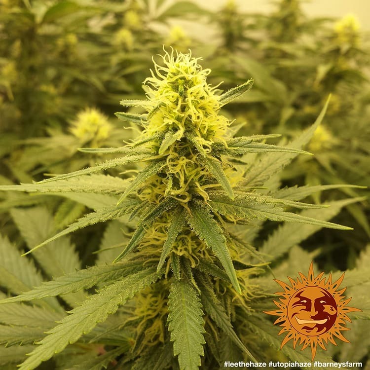 Barney's Farm - Utopia Haze (fem.)