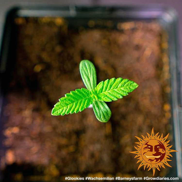 Barney's Farm - Glookies (fem.)