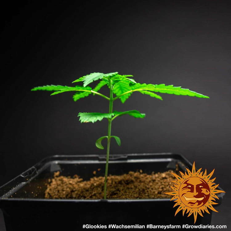 Barney's Farm - Glookies (fem.)