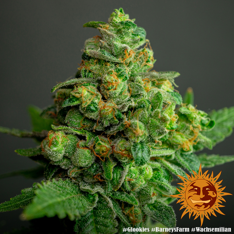 Barney's Farm - Glookies (fem.)