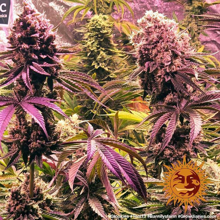 Barney's Farm - Glookies (fem.)