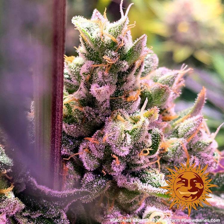 Barney's Farm - Glookies (fem.)