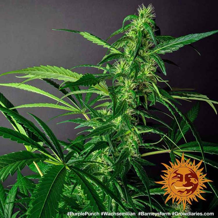 Barney's Farm - Purple Punch (fem.)