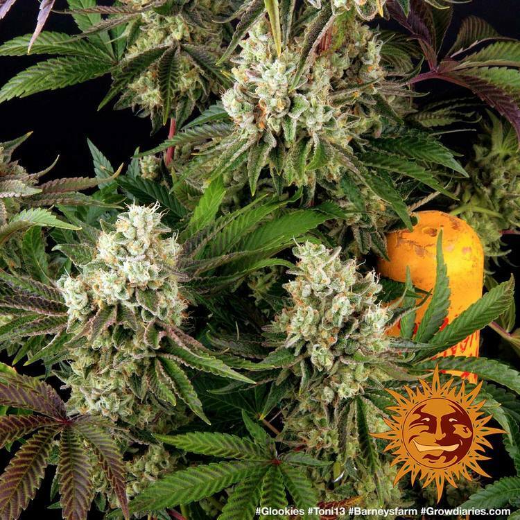 Barney's Farm - Glookies (fem.)