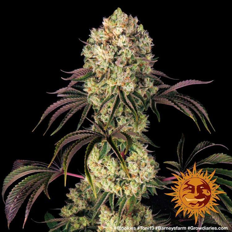 Barney's Farm - Glookies (fem.)