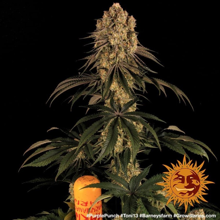 Barney's Farm - Purple Punch (fem.)