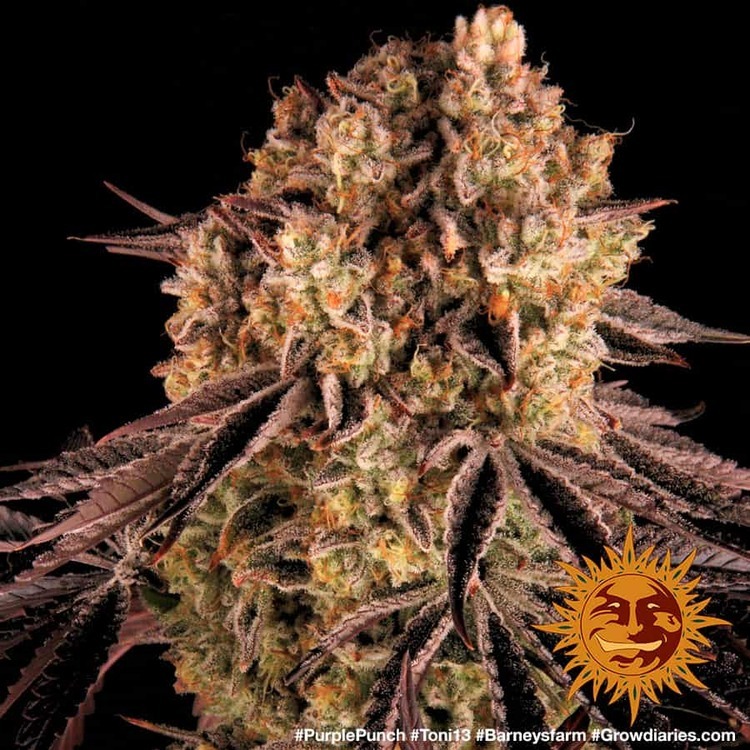 Barney's Farm - Purple Punch (fem.)