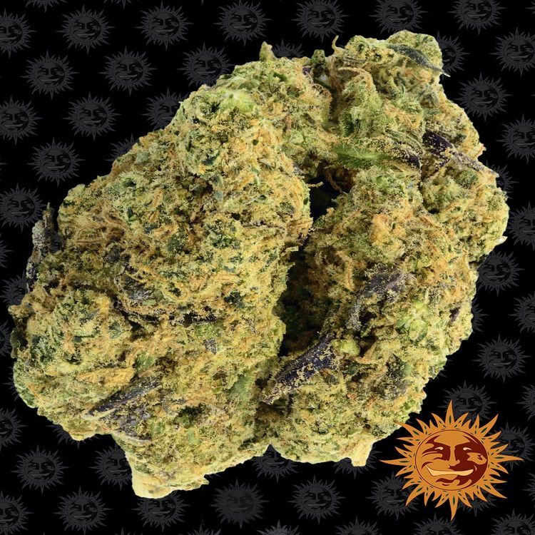 Barney's Farm - Watermelon Zkittlez (fem.)