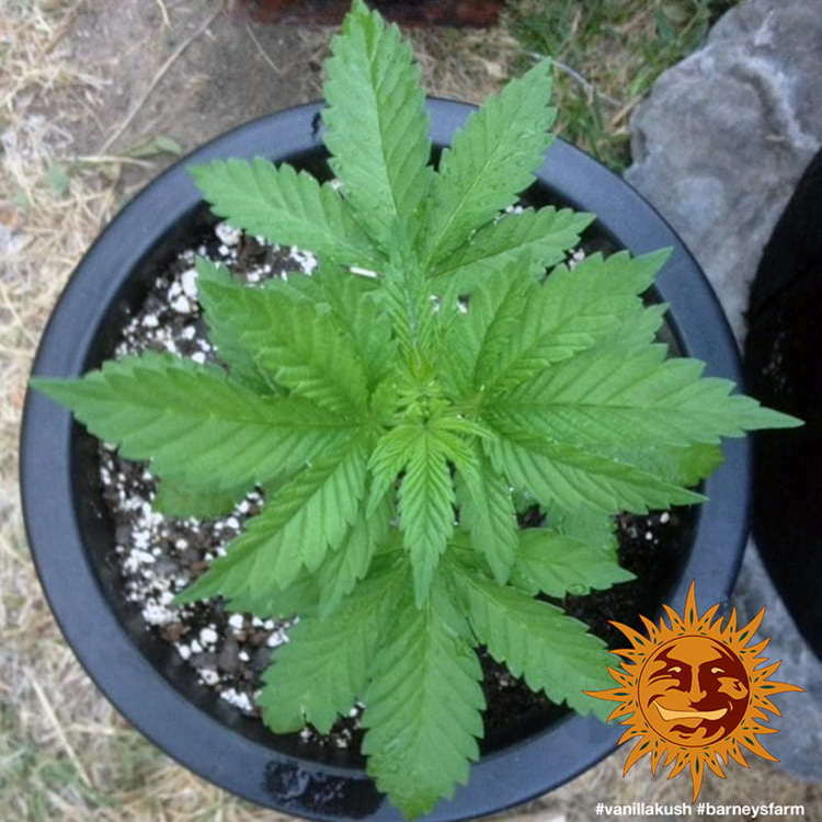 Barney's Farm - Vanilla Kush (fem.)