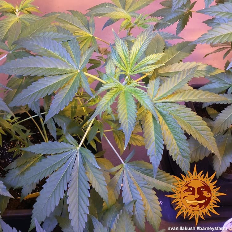 Barney's Farm - Vanilla Kush (fem.)
