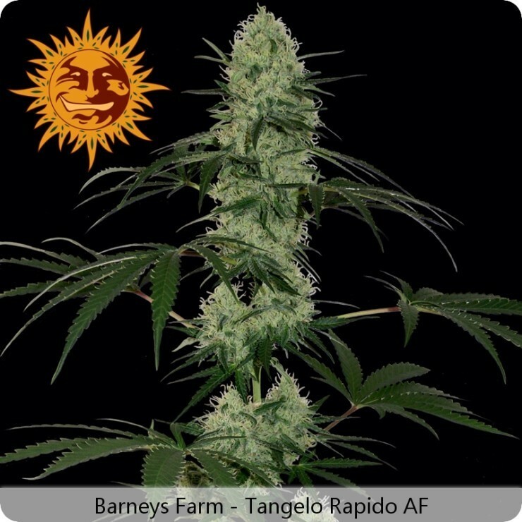 Barney'S Farm Seeds - Tangelo Rapido (auto/fem.)