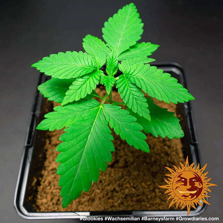 Barney's Farm - Glookies (fem.)