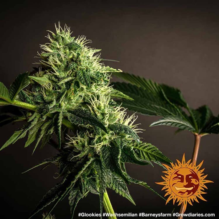 Barney's Farm - Glookies (fem.)