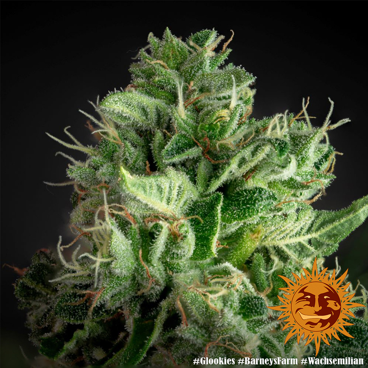 Barney's Farm - Glookies (fem.)