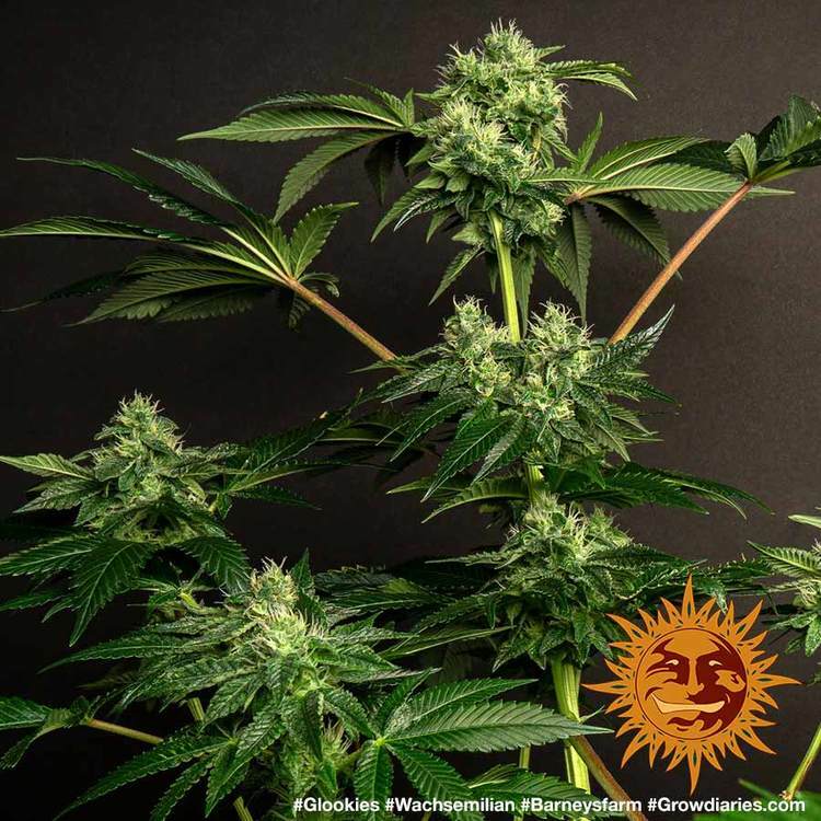 Barney's Farm - Glookies (fem.)