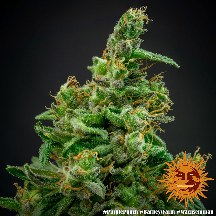 Barney's Farm - Purple Punch (fem.)
