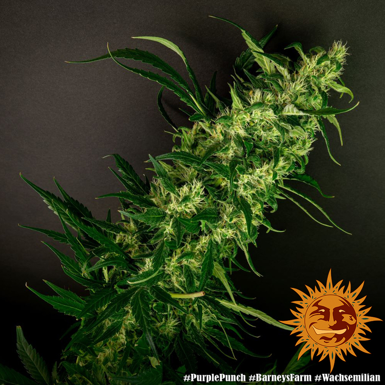 Barney's Farm - Purple Punch (fem.)
