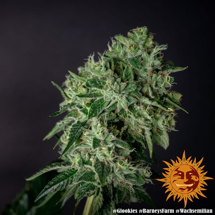 Barney's Farm - Glookies (fem.)