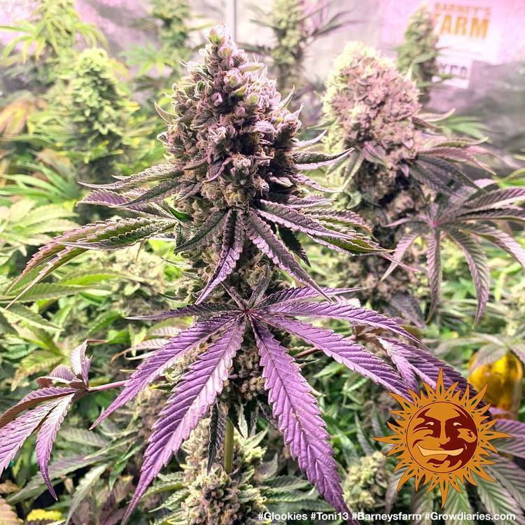Barney's Farm - Glookies (fem.)