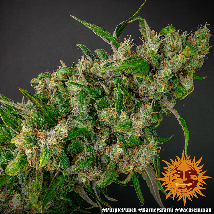 Barney's Farm - Purple Punch (fem.)