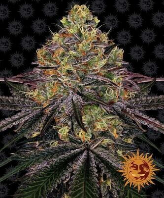 Barney's Farm - Watermelon Zkittlez (fem.) 07469