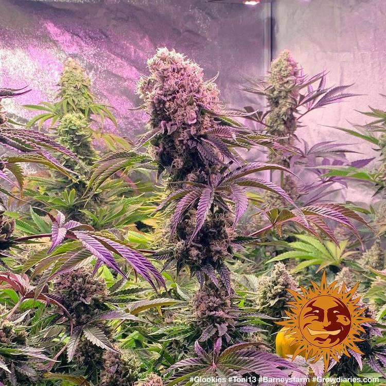 Barney's Farm - Glookies (fem.)