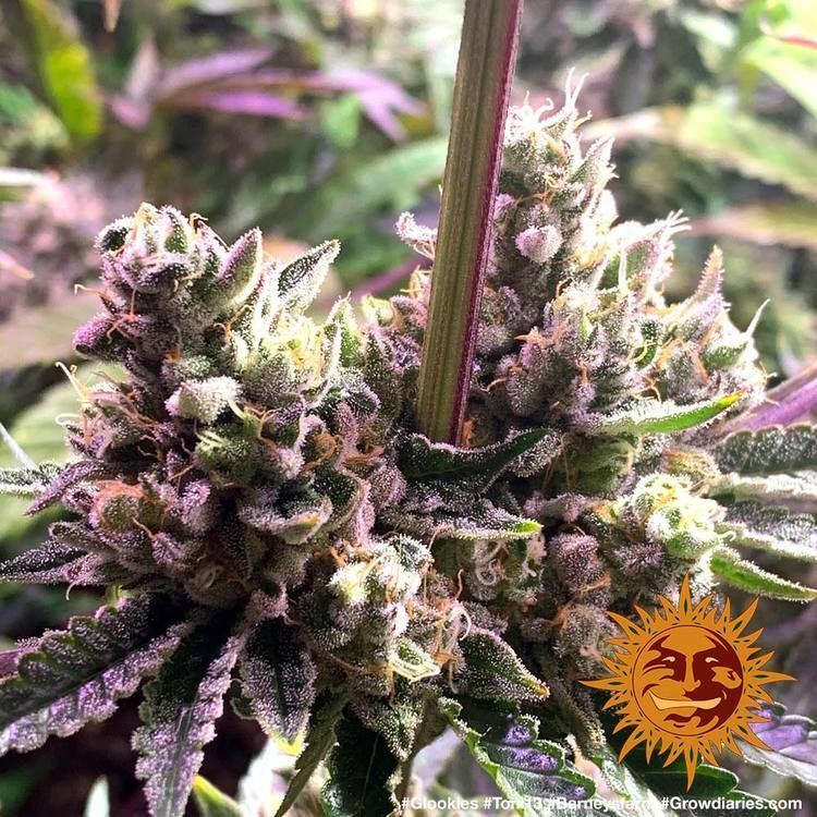 Barney's Farm - Glookies (fem.)