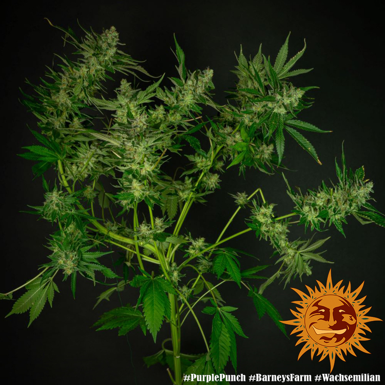 Barney's Farm - Purple Punch (fem.)
