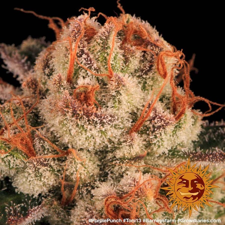 Barney's Farm - Purple Punch (fem.)