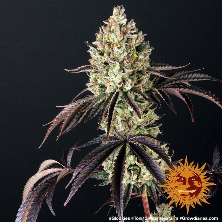 Barney's Farm - Glookies (fem.)