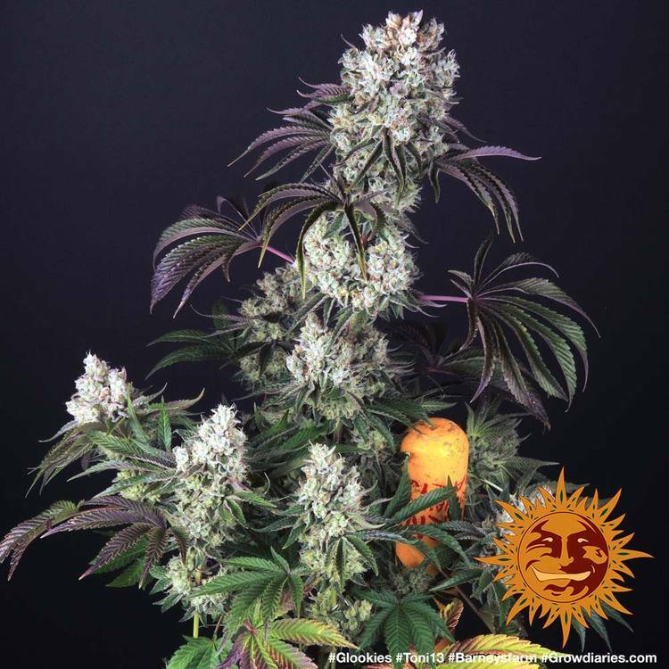 Barney's Farm - Glookies (fem.)