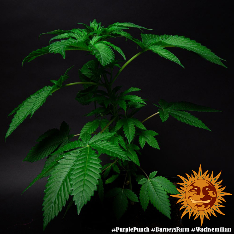 Barney's Farm - Purple Punch (fem.)