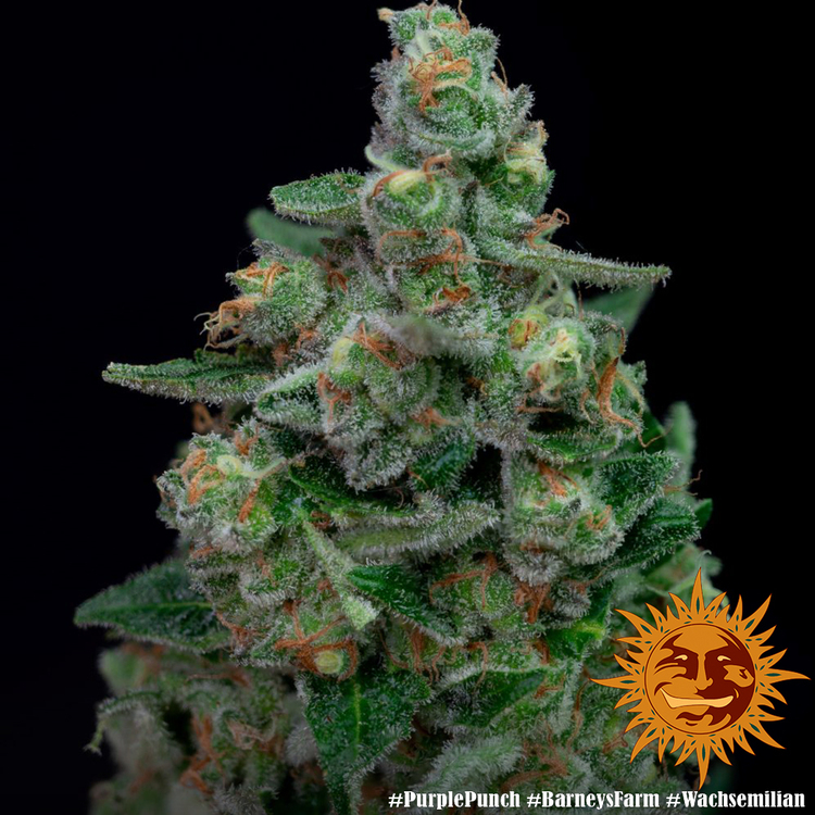 Barney's Farm - Purple Punch (fem.)